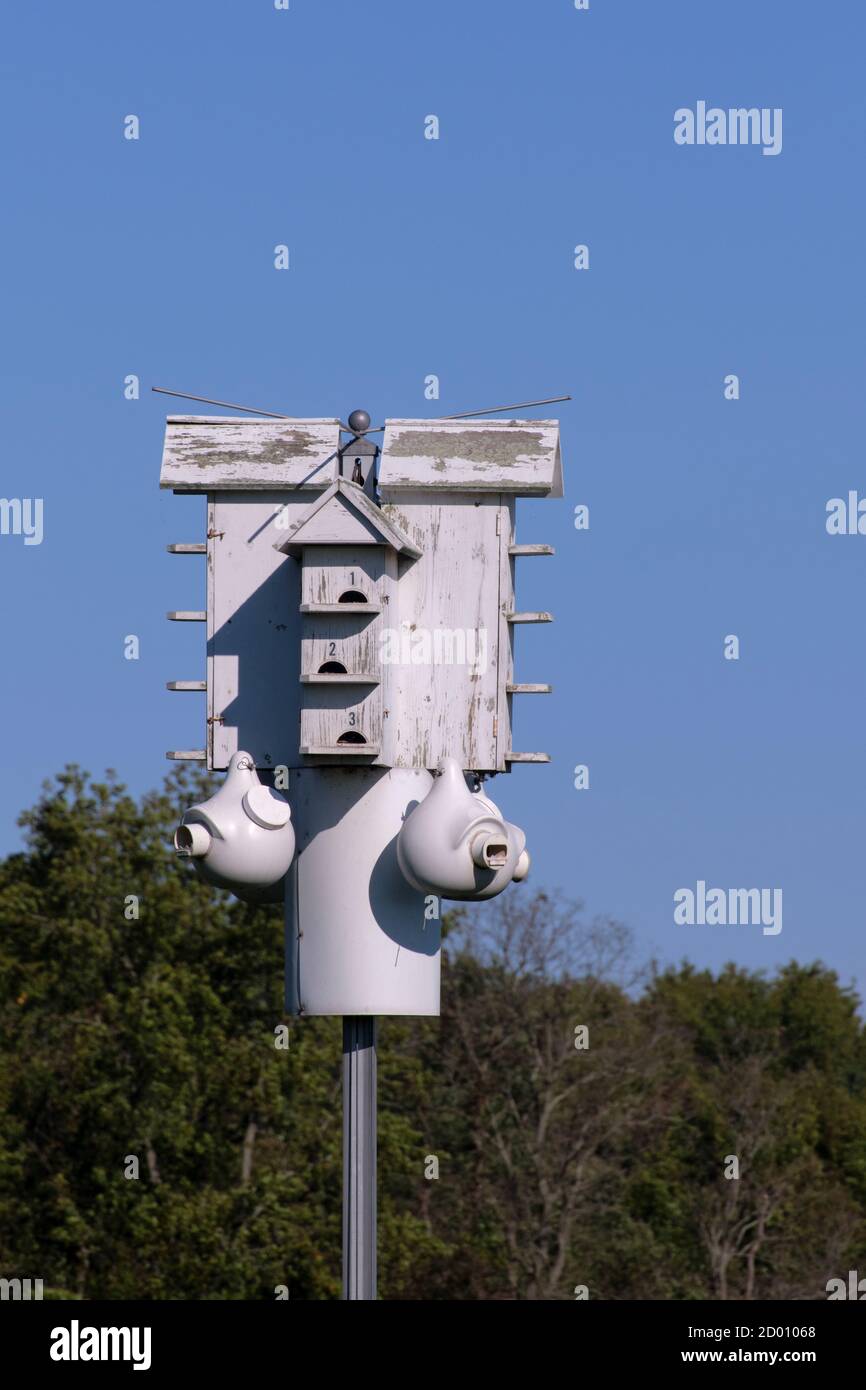 Purple martin birdhouse hi-res stock photography and images - Alamy