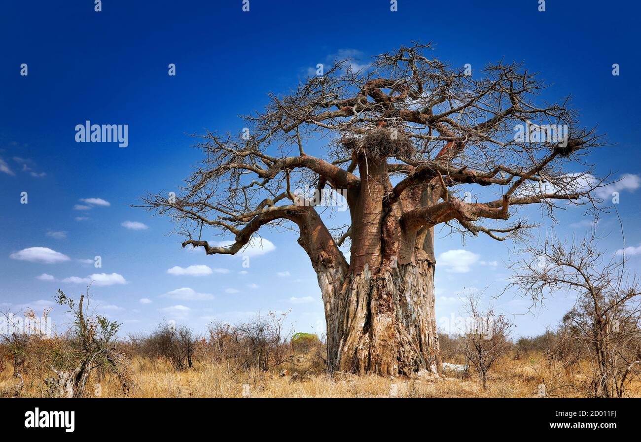 African baobab, monkey-bread tree, Kruger National Park, South Africa, Adansonia digitata Stock Photo