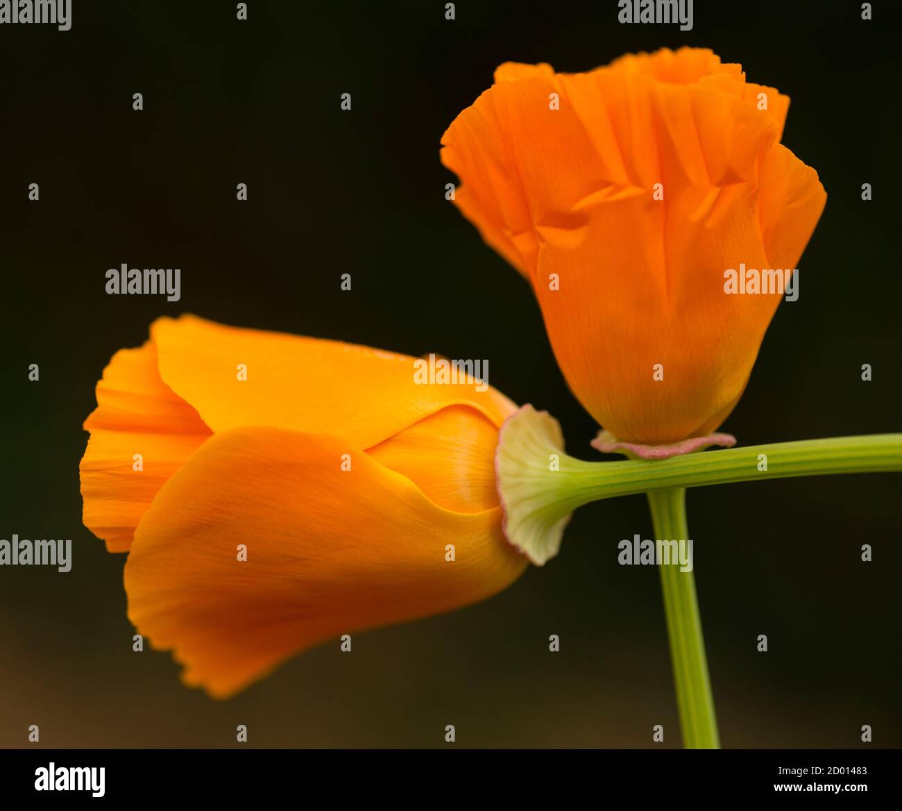 California orange poppy flowers in full bloom Stock Photo - Alamy