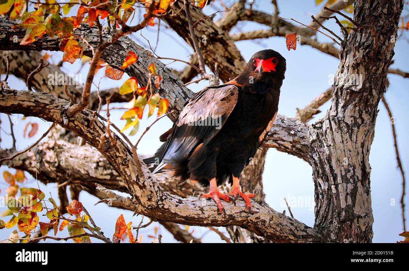 bateleur eagle, Terathopius ecaudatus, Kruger NP, South Africa Stock Photo