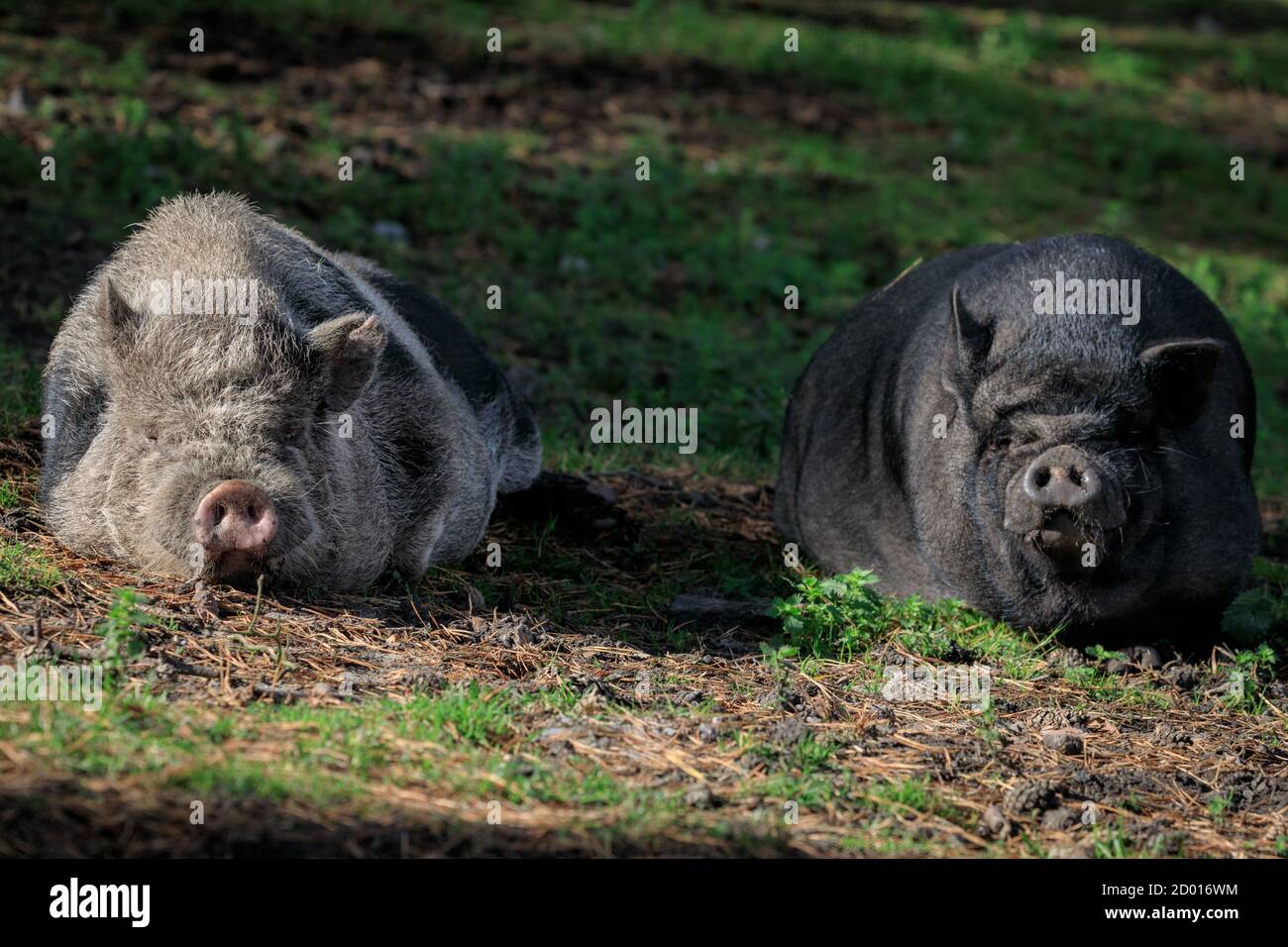 Haltern, Germany. 02nd Oct, 2020. Two happy looking pot-bellied pigs laze in the warm afternoon sunshine at Granat Wildlife Reserve in the Munsterland countryside. North Rhine-Westphalia has seen relatively mild temperatures and sunny conditions in the last two days, but rain is set to return on the weekend. Credit: Imageplotter/Alamy Live News Stock Photo