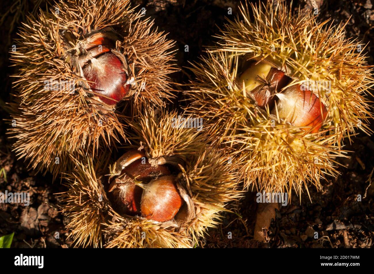 Beech family hires stock photography and images Alamy
