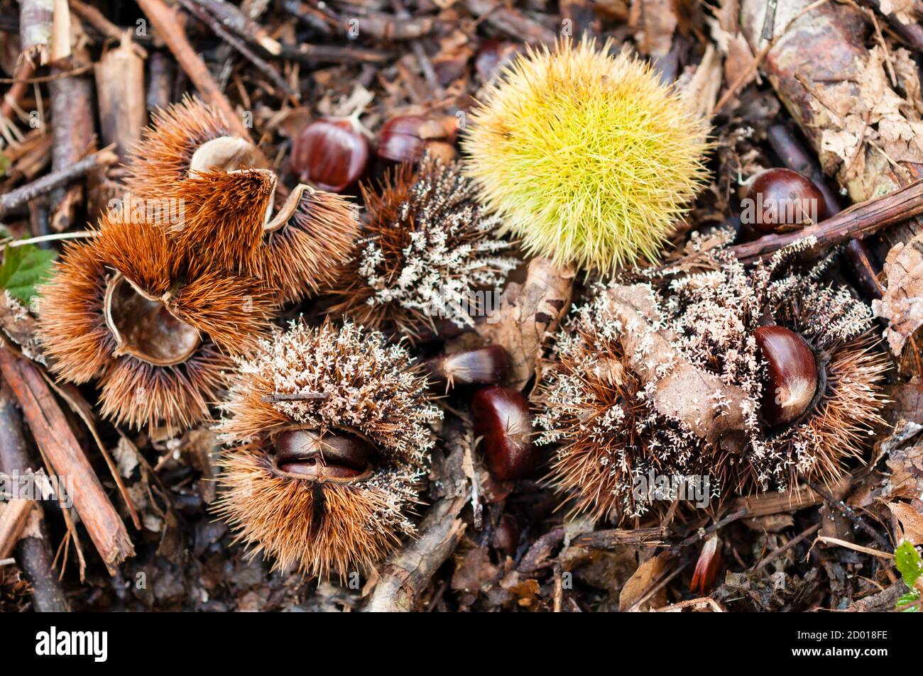 Edible nuts of chestnut tree, Castanea of the beech family Stock Photo