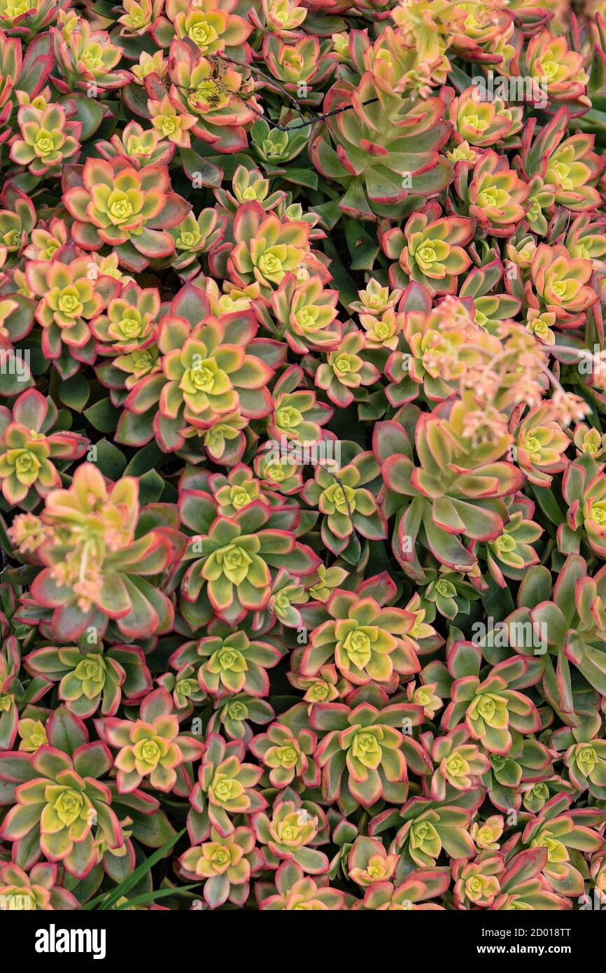World of succulents hi-res stock photography and images - Alamy