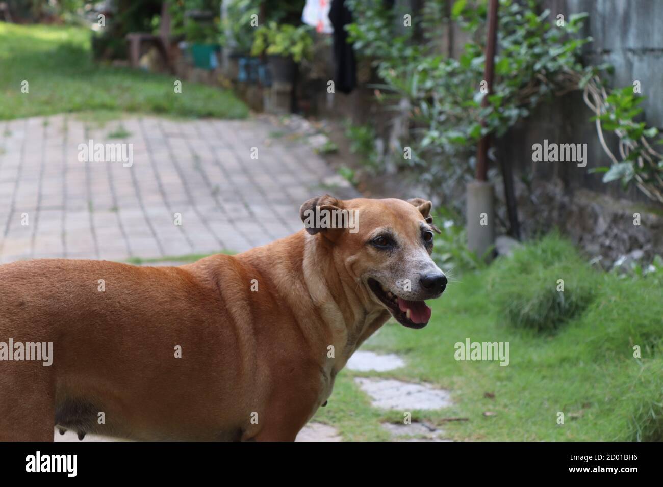 This is 8 years old female pet belongs to me, in 2012 I met her as a street puppy but now I so happy about her life condition with my family. Stock Photo