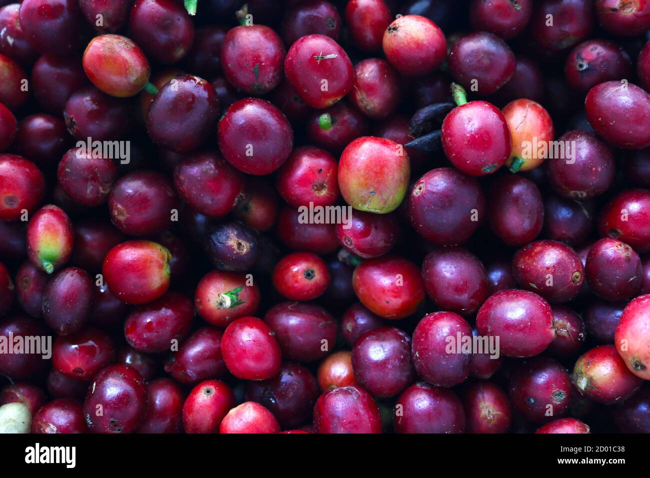 Kona coffee hires stock photography and images Alamy
