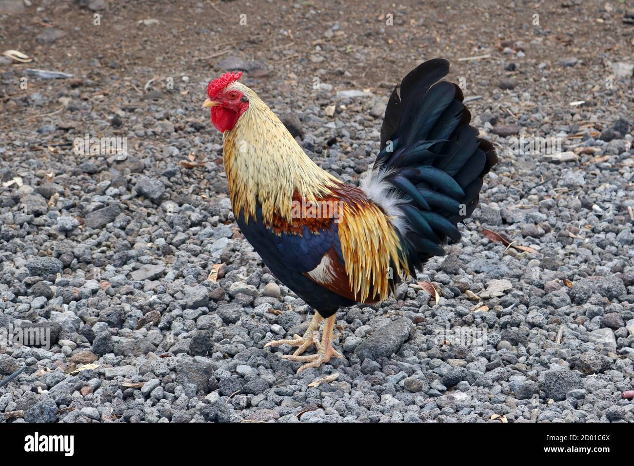 Closeup of a colorful rooster in grey surroundings Stock Photo