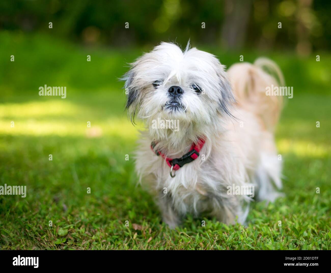 A scruffy Shih Tzu mixed breed dog with a red collar standing outdoors