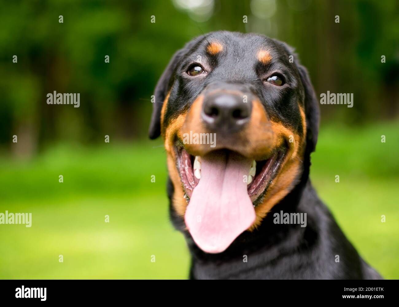 A purebred Rottweiler dog panting outdoors with a long tongue hanging