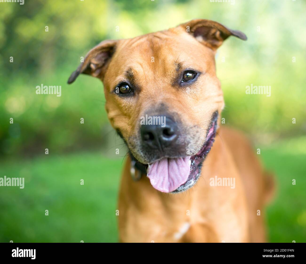 A brown mixed breed dog outdoors with a happy expression Stock Photo