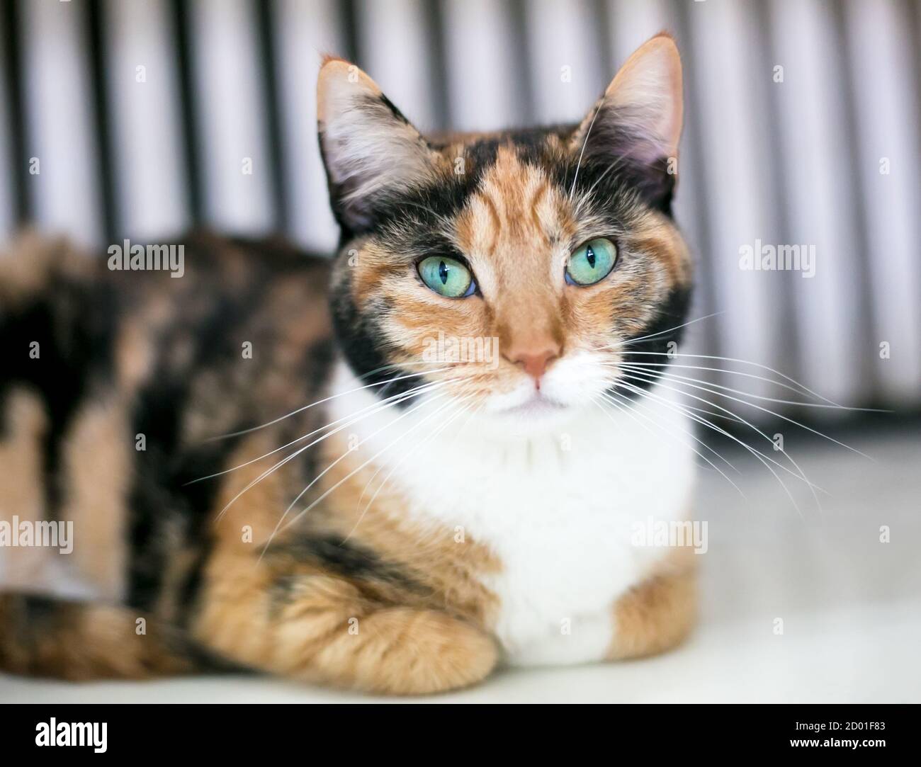 Calico cat 2025 green eyes