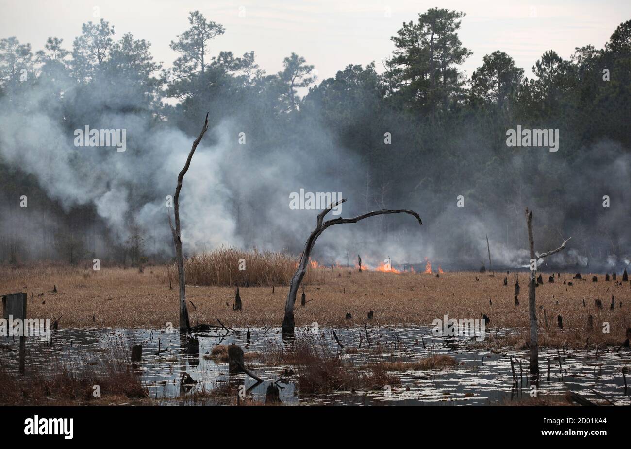 Full Time Woodsmen Work On A Controlled Burn At Medway Plantation In Goose Creek South Carolina Full Time Woodsmen Work On A Controlled Burn At Medway Plantation In Goose Creek South Carolina