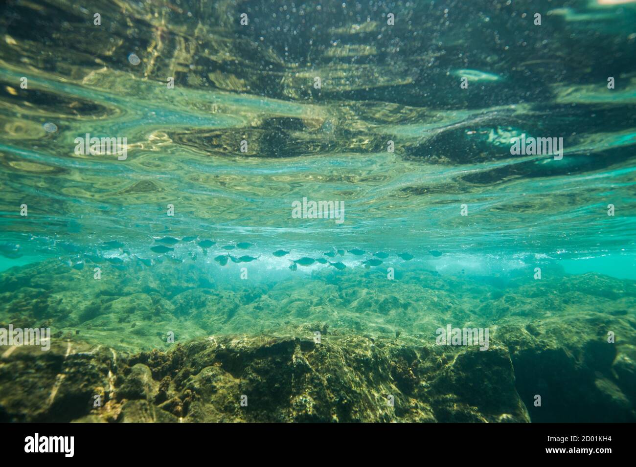 Fishes underwater Stock Photo