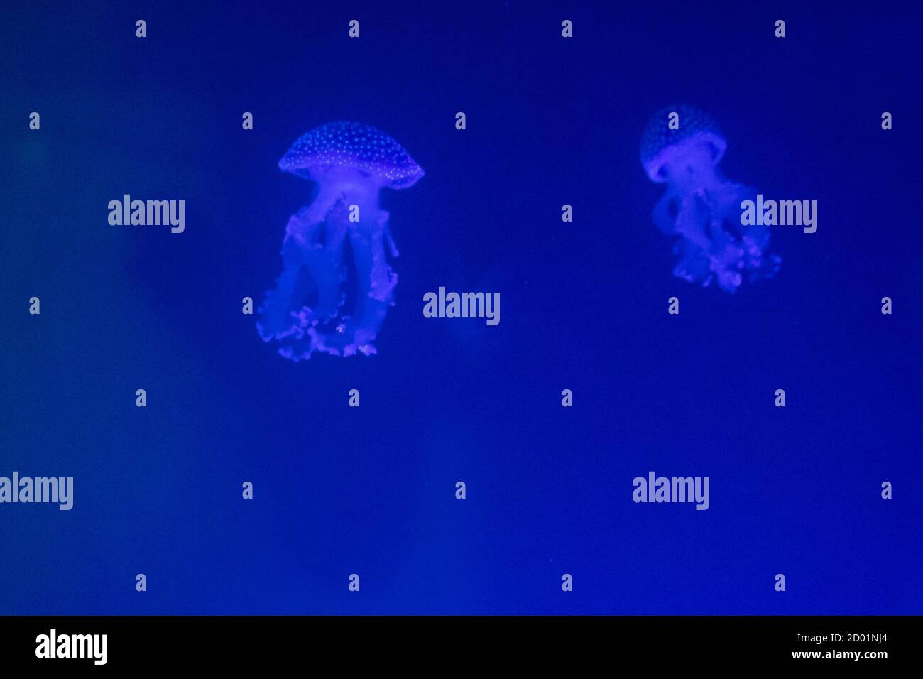 Beautiful glowing jellyfish underwater against deep blue background ...