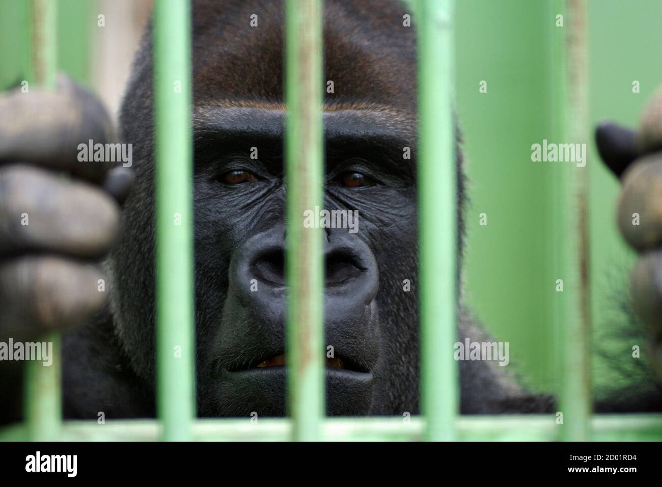 An Eastern Lowland Gorilla behind the bars of its cage in the Dubai zoo. Stock Photo