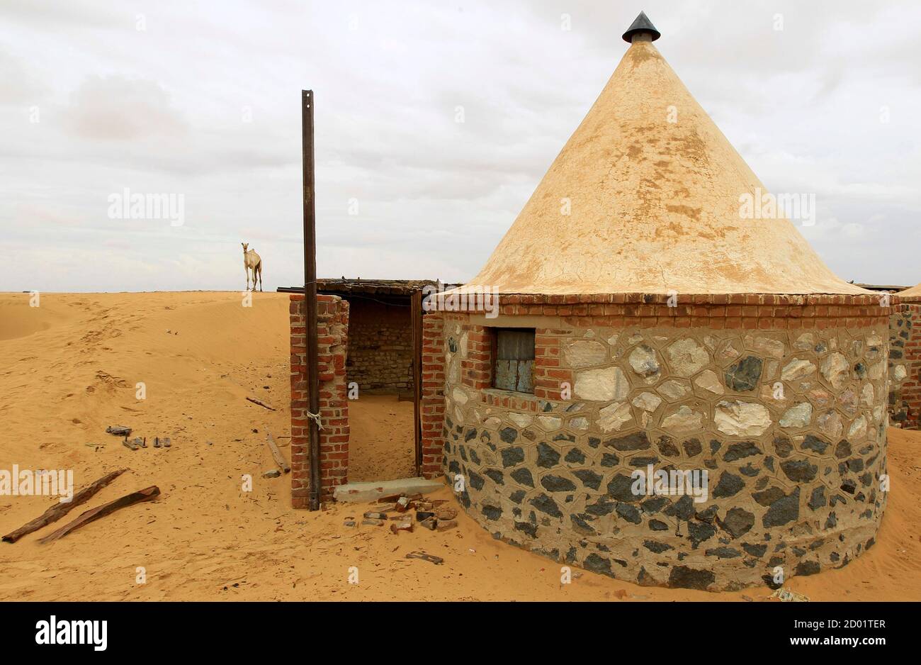 A camel stands near a building surrounded by sand as a result of desert encroachment near the Ogrein Railway Station at the Red Sea State August 1, 2013. REUTERS/ Mohamed Nureldin Abdallah (SUDAN - Tags: ENVIRONMENT SOCIETY ANIMALS) Stock Photo