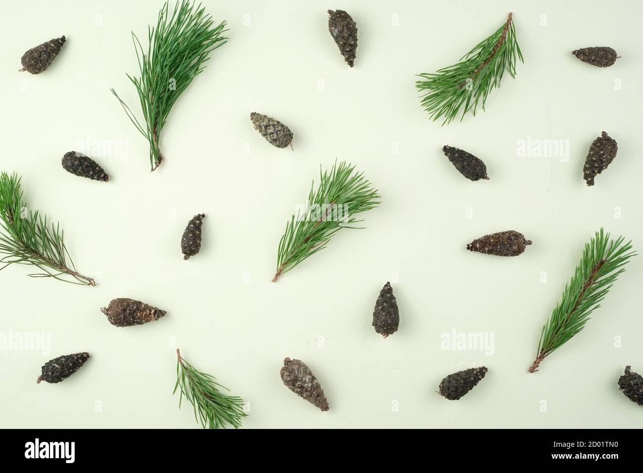Many cones and pine branches are singly arranged on a light green background. Holiday background. Stock Photo