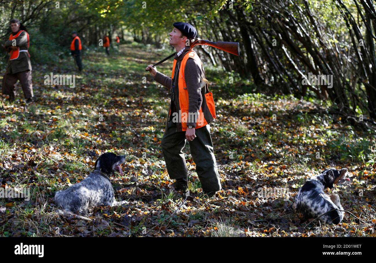 A hunter and his dogs search for small game during the hunt in a forest at  Bayenghem-les-Seninghem, near Saint-Omer, northern France, November 15,  2013. Game hunting is one of the most popular