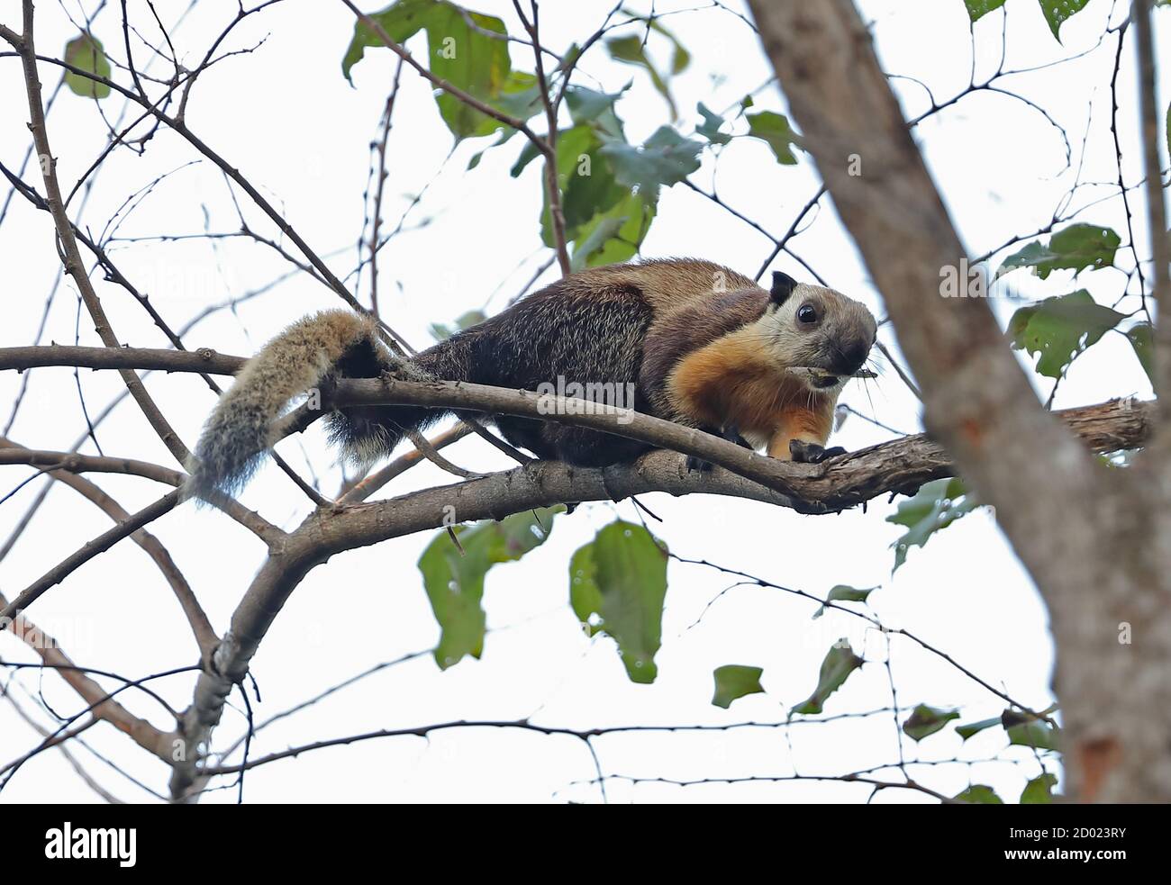 Black Giant Squirrel (Ratufa bicolor bicolor) adult on branch with stick in mouth  Bali Barat NP, Bali, Indonesia         July Stock Photo