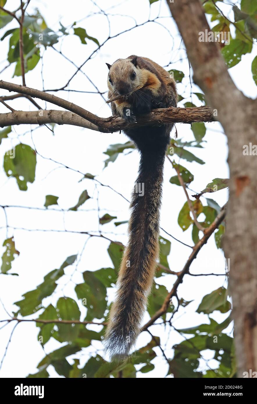 Black Giant Squirrel (Ratufa bicolor bicolor) adult on branch with stick in mouth  Bali Barat NP, Bali, Indonesia         July Stock Photo