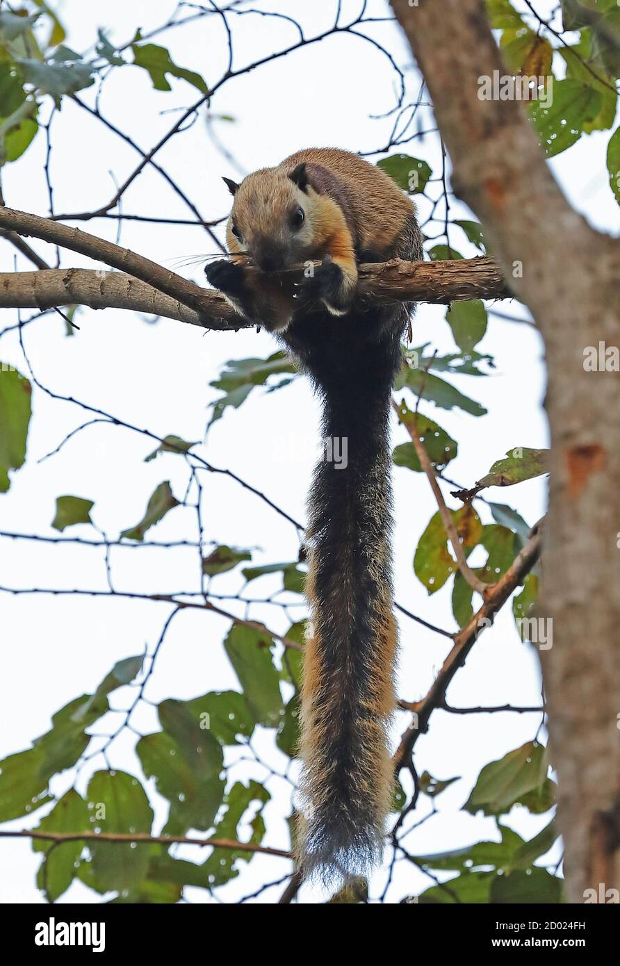 Black Giant Squirrel (Ratufa bicolor bicolor) adult on branch eating bark off stick  Bali Barat NP, Bali, Indonesia         July Stock Photo