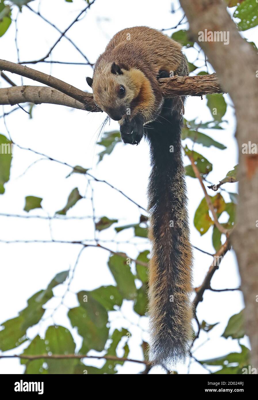 Black Giant Squirrel (Ratufa bicolor bicolor) adult on branch eating  Bali Barat NP, Bali, Indonesia         July Stock Photo