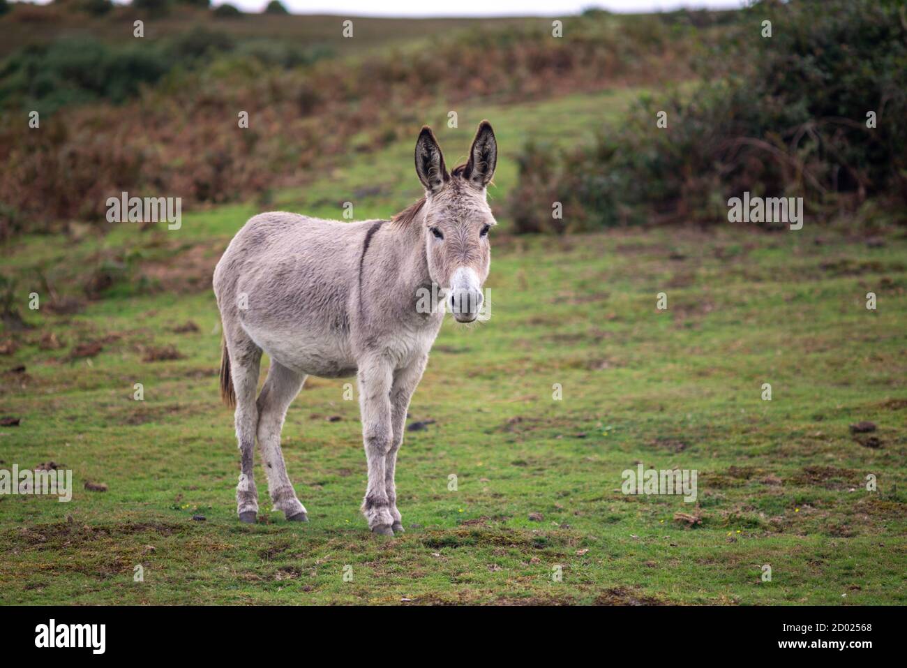 New Forest donkey Stock Photo