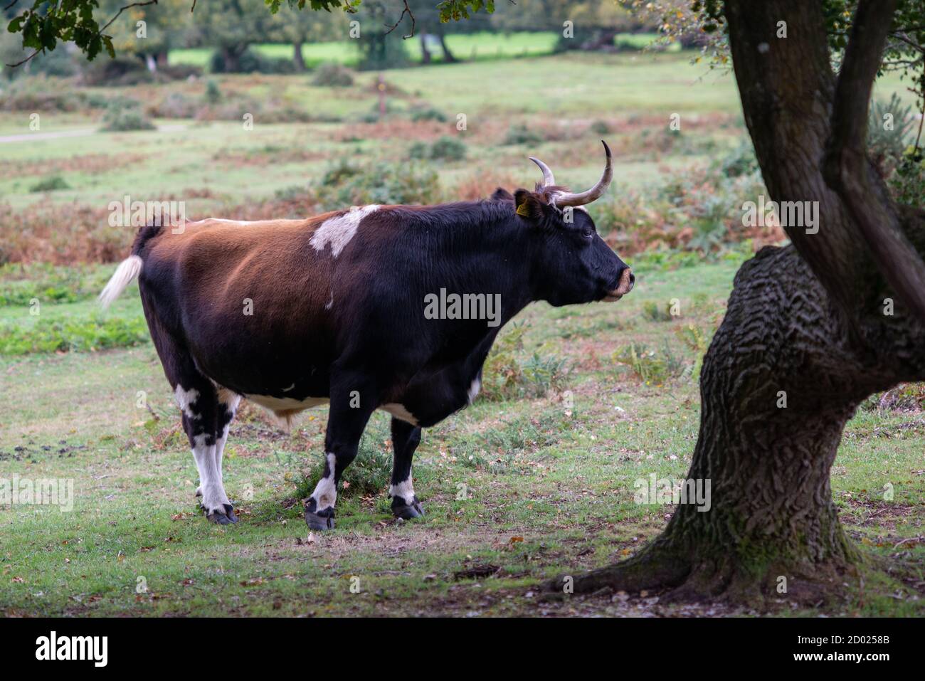 Long-horned cow in The New Forest, Hampshire, UK Stock Photo