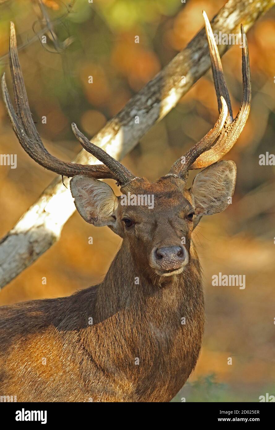 Javan Deer (Rusa timorensis renschi) close up of adult stag  Bali Barat NP, Bali, Indonesia      July Stock Photo