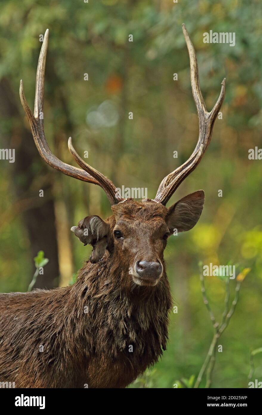 Javan Deer (Rusa timorensis renschi) close up of adult stag, with ear damaged from fighting  Bali Barat NP, Bali, Indonesia      July Stock Photo