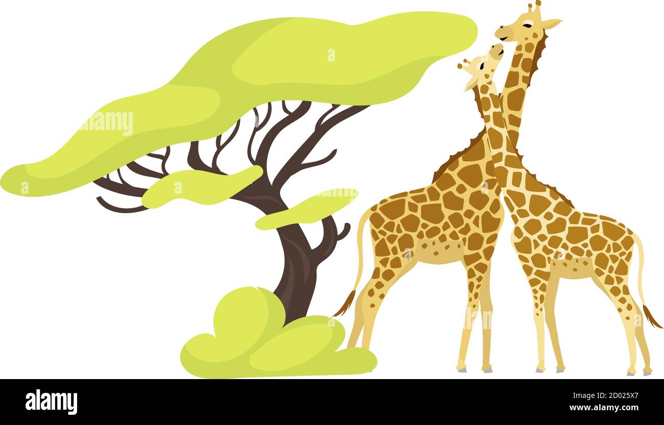 Giraffe pair flat color vector illustration. Pair of african animals near exotic tree. Flora and fauna. Green foliage. Southern creature isolated Stock Vector