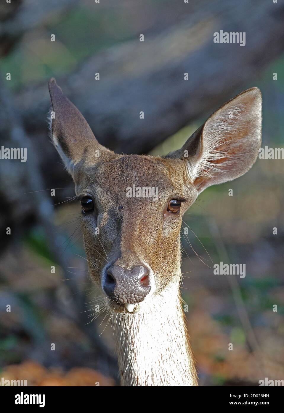 Indonesia deer hi-res stock photography and images - Alamy