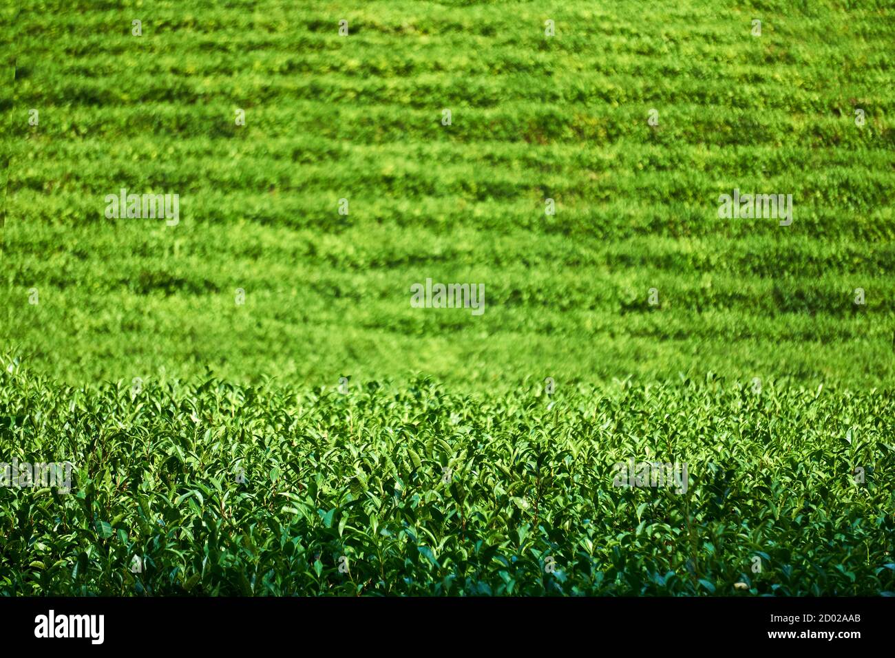 view of a tea plantation, front bushes in focus, background with rows of plants is blurred Stock Photo