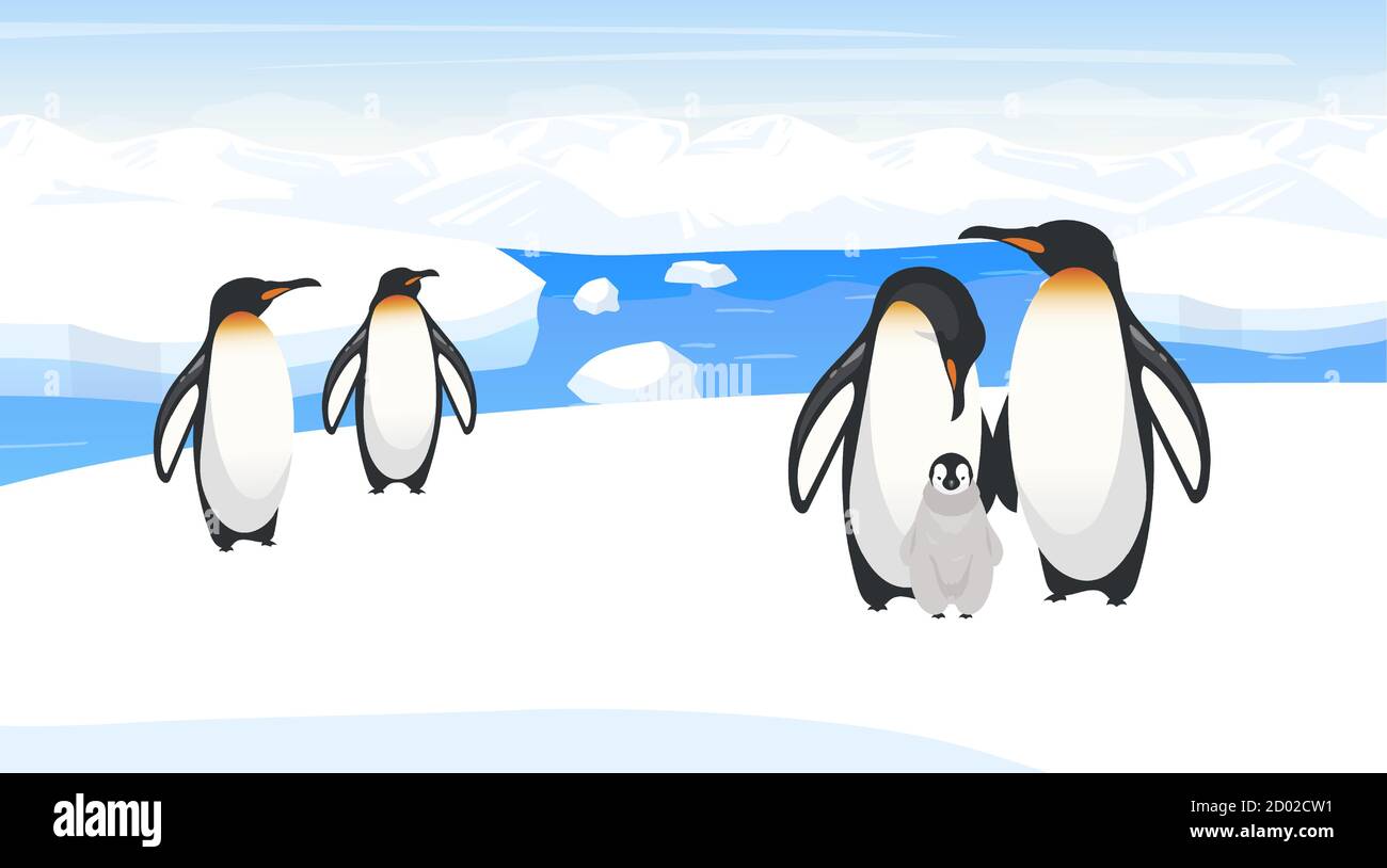South pole wildlife flat vector illustration. Emperor penguins breed on  snow hill. Polar bird species colony in natural habitance. Snow wilderness  Stock Vector Image & Art - Alamy