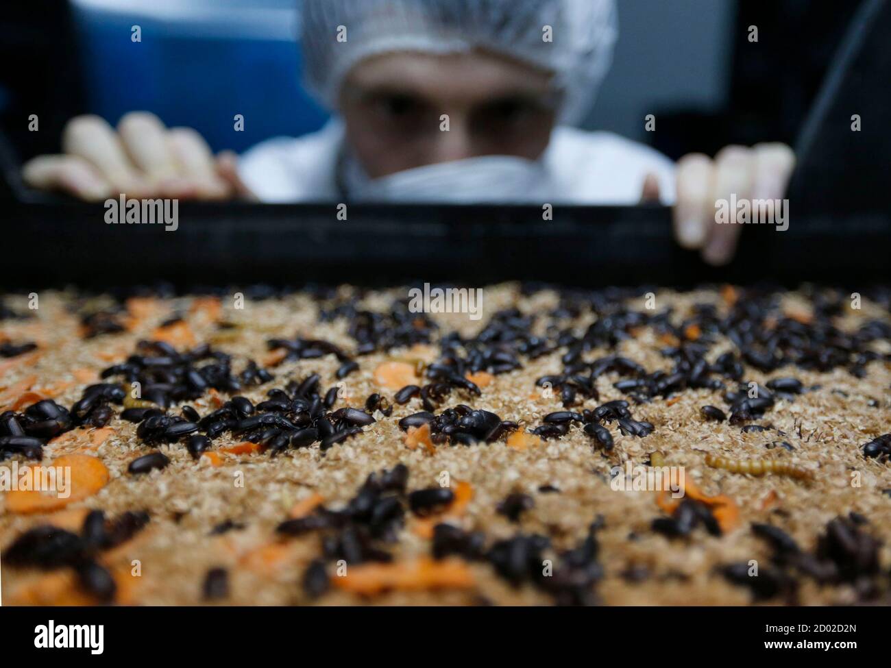 Live mealworms hires stock photography and images Alamy