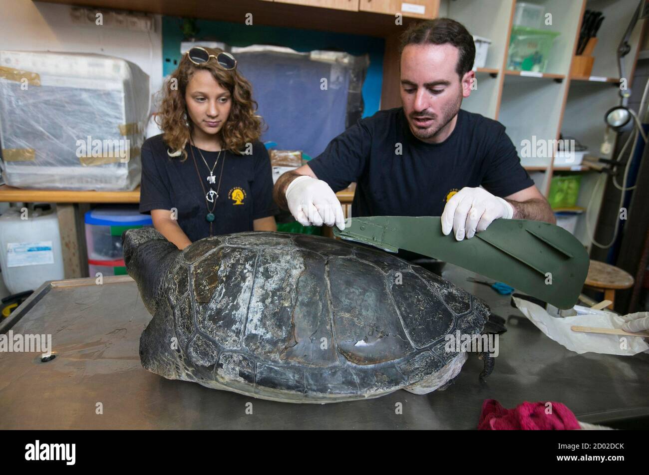 Industrial design student Shlomi Gez (R) attaches an artificial fin onto the back of Hofesh, an injured male green sea turtle, at the Israel Sea Turtle Rescue Center, in Michmoret north of Tel Aviv April 9, 2014. The turtle was brought to the centre some four years ago missing both limbs on the left-hand-side of his body, but on Wednesday an artificial fin, designed by Gez, was attached to Hofesh's back, offering him stability and a more permanent solution to his disability. Hofesh will not be released back into the wild as he cannot survive if something were to happen to the fin. REUTERS/Baz  Stock Photo