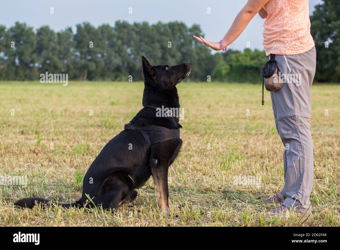 Black German Shepherd Training Sit Command Stock Photo Alamy