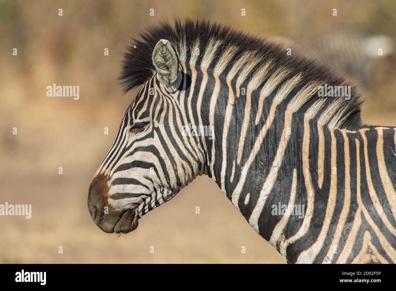 Africa sunset plains zebra hi-res stock photography and images - Alamy