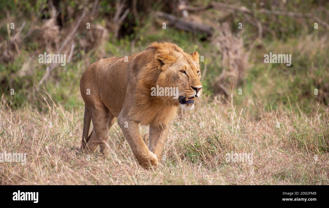 Masai mara one eyes lion hi-res stock photography and images - Alamy