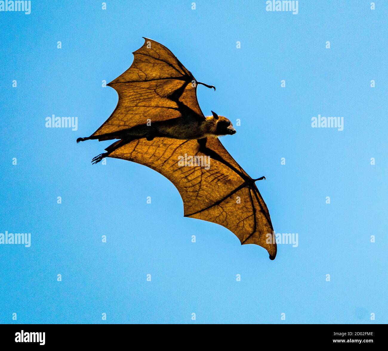 Large Bat Flies During Day Showing Translucent Wings in Sri Lanka Stock