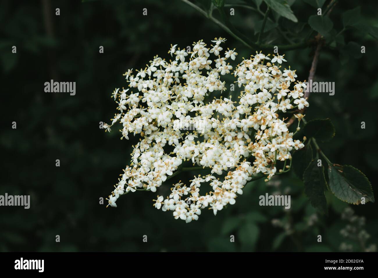 Flowers clustered in a branch. Stock Photo