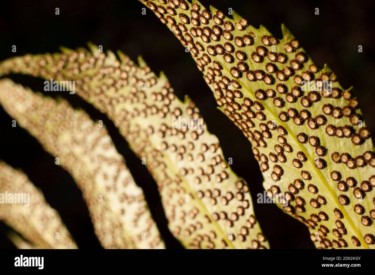 Spores lines and spots on underside of fern leaves Stock Photo Alamy
