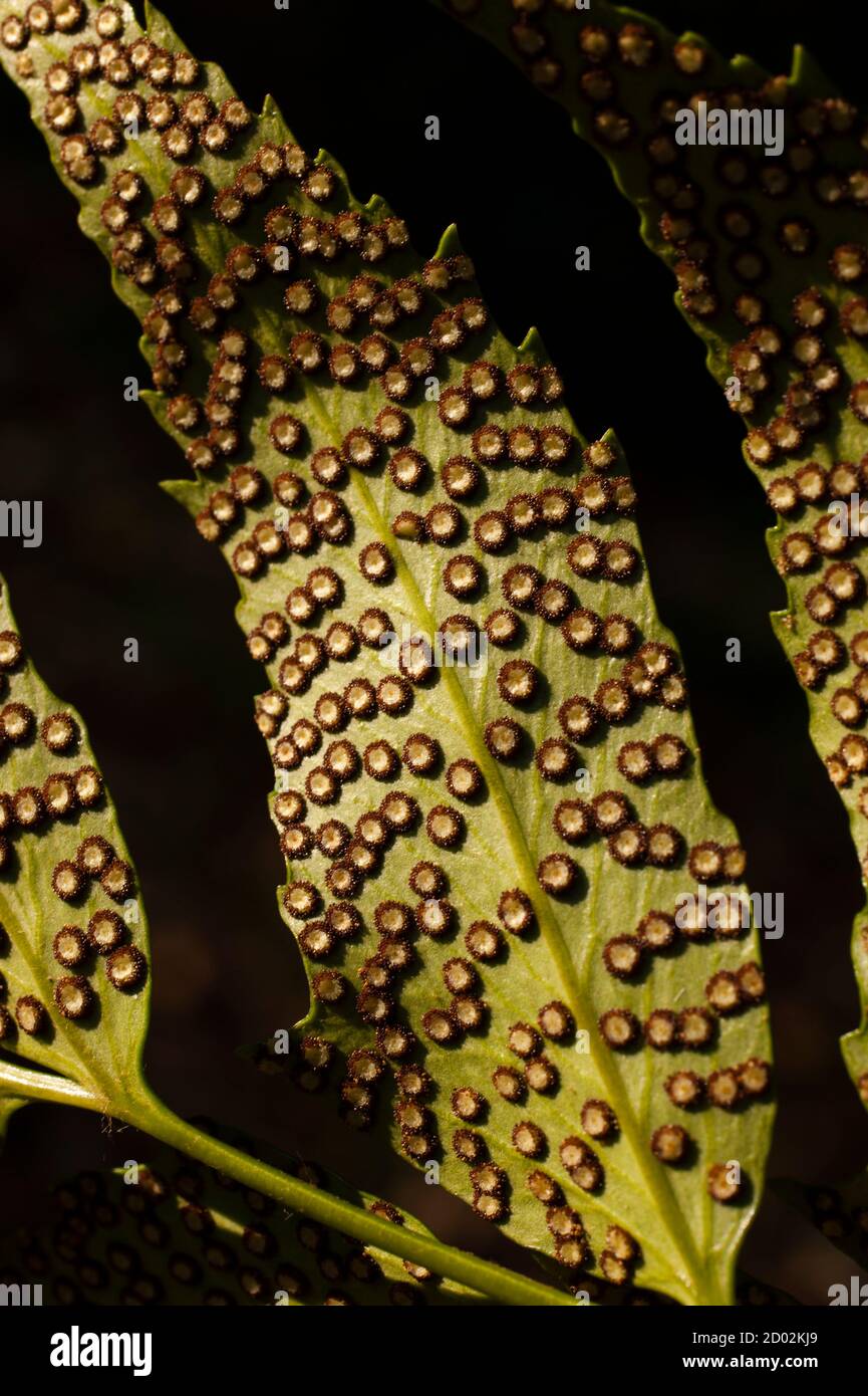 Fern frond spores underside hires stock photography and images Alamy
