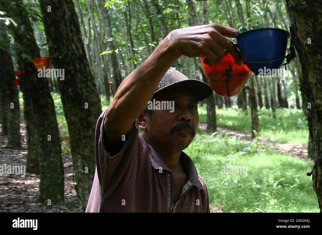 Rubber Plantation Singapore High Resolution Stock Photography ...