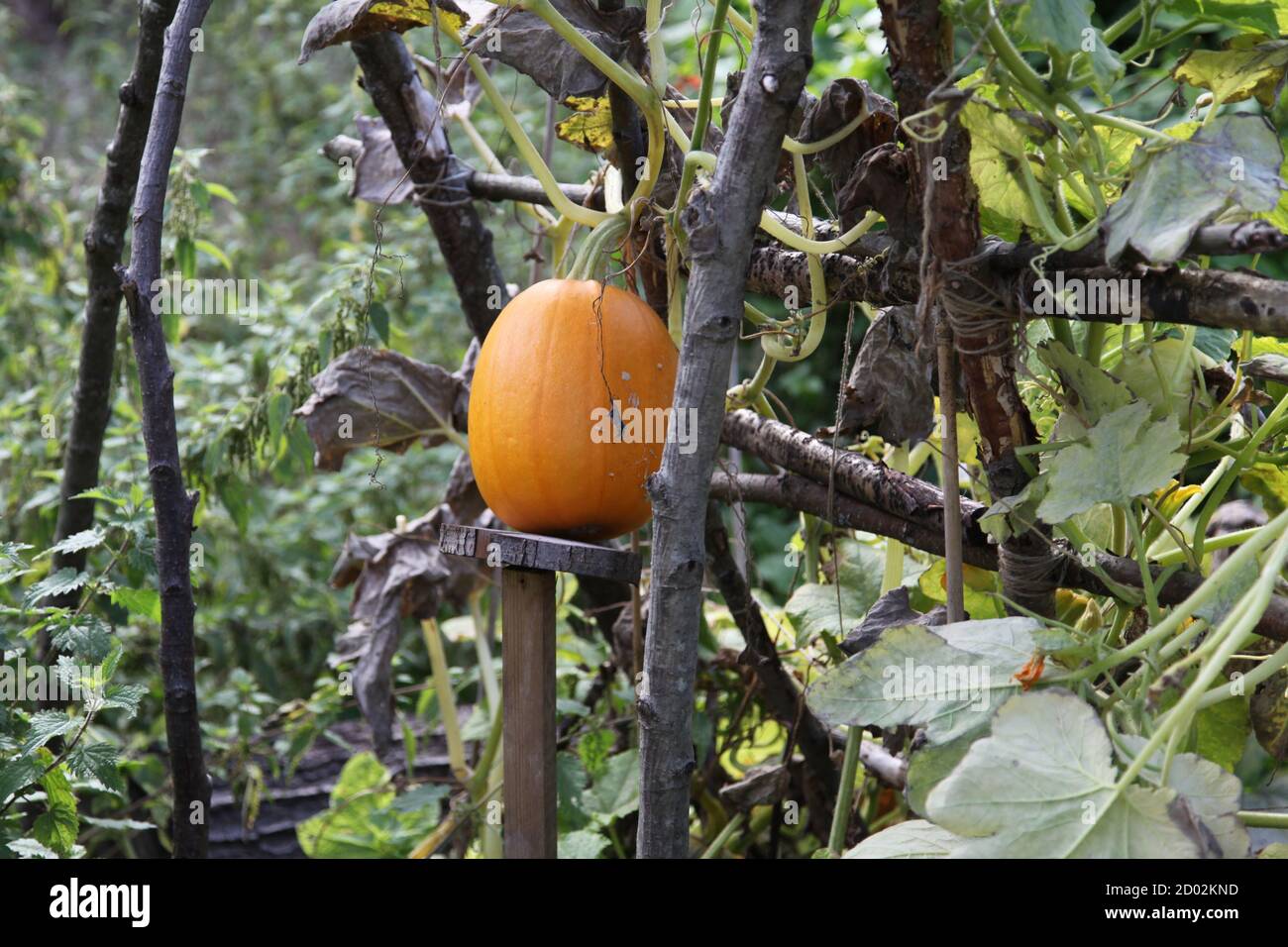Large orange pumpkin growing on vine in community garden ready for ...