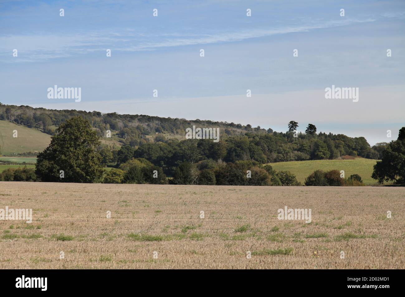 Abinger Roughs High Resolution Stock Photography and Images - Alamy