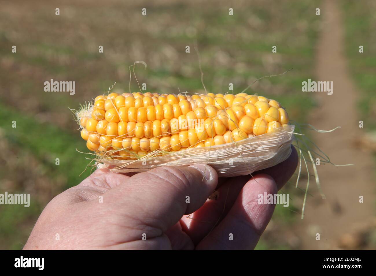 Sweetcorn on the cob held up in hand against field, outdoor cobs left on field floor after harvest crops cut down, Surrey, UK, September 2020 Stock Photo