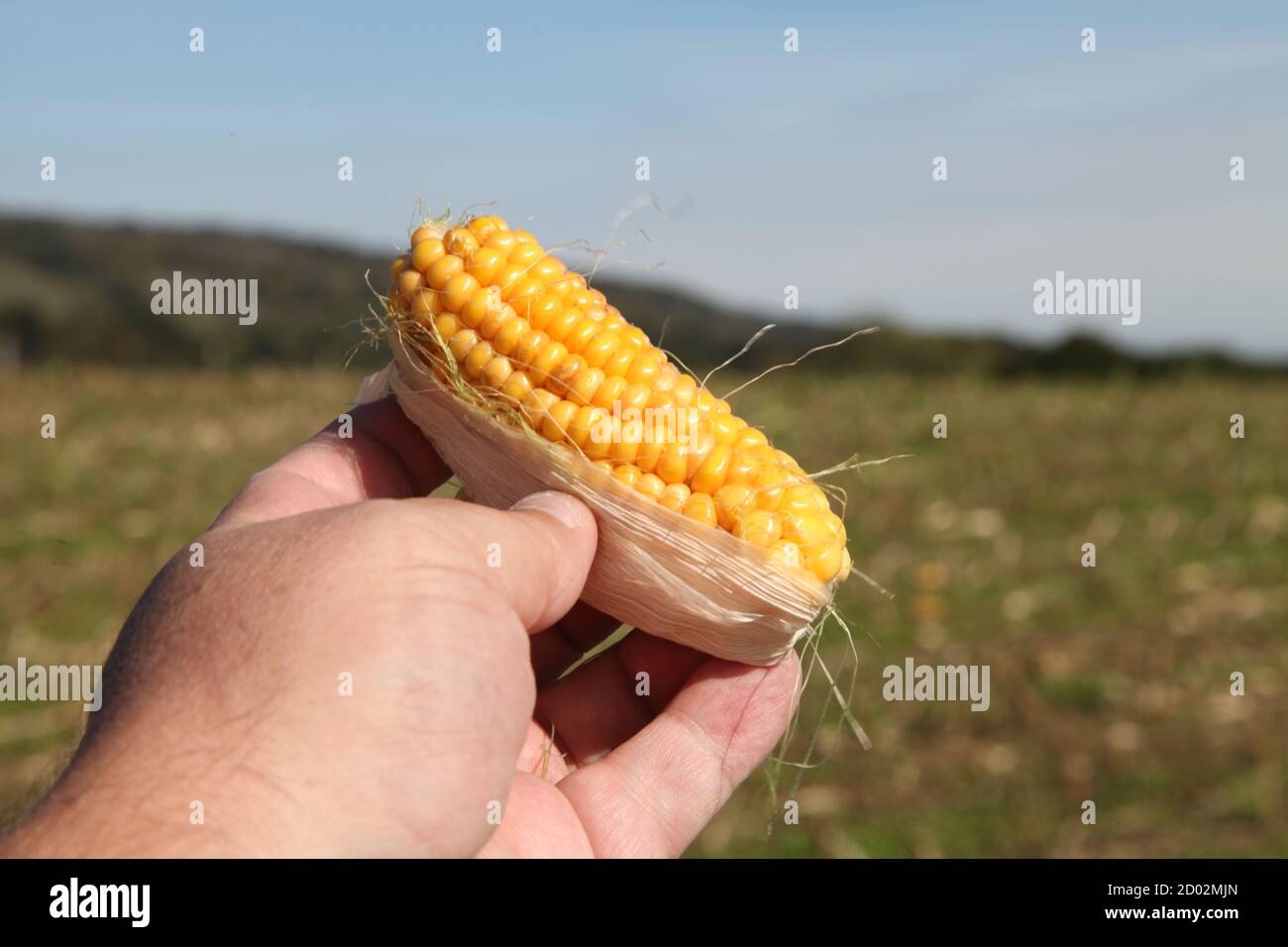 Sweetcorn on the cob held up in hand against field, outdoor cobs left on field floor after harvest crops cut down, Surrey, UK, September 2020 Stock Photo