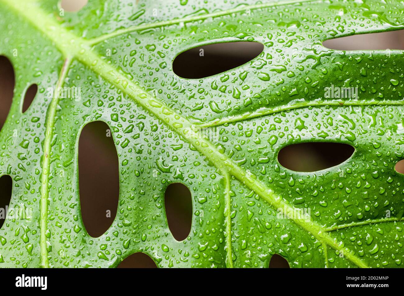 philodendron spiritus-sancti Philodendron spiritus-sancti main image 1