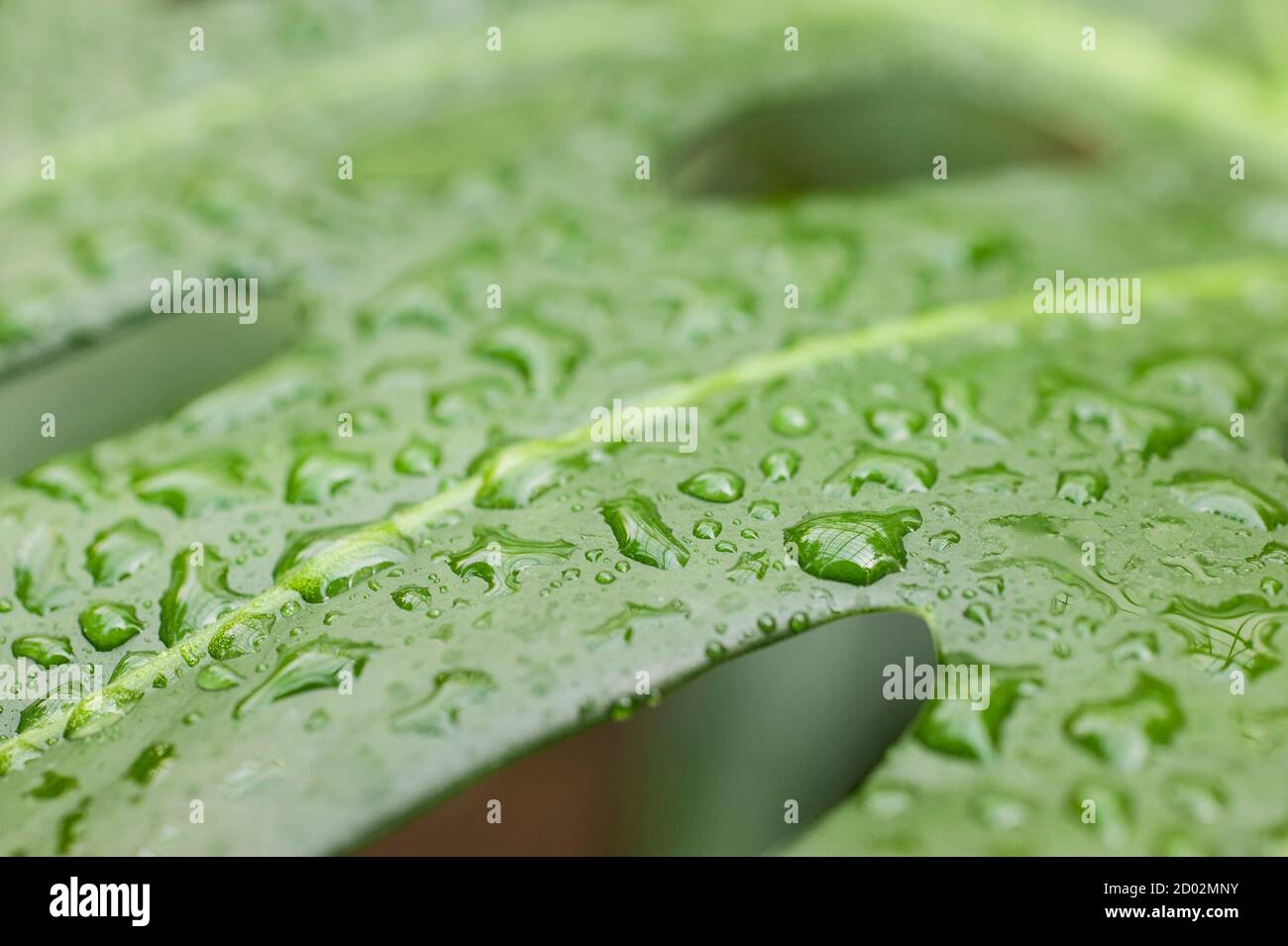 Water drops on leaf of Monstera deliciosa, Swiss cheese plant Stock Photo -  Alamy